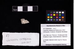 Foto (Objekt + Etikett) von Juracrista costaspinosa (Robins et al., 2012)  (NHMW-GEO-2017-0089-0069)